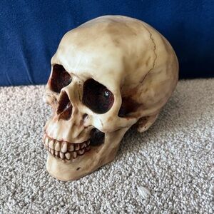 Realistic Skull Decor